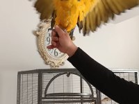 El besleme yavru macaw papağanı foto çekimlerinde kullanabilirsiniz