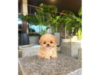 Minnoş Toy Poodle Bebeklerimiz