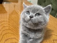 2 aylık british shorthair yavrular