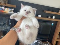 Safkan british shorthair yavrularımız
