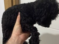 Siyah toy poodle 8 aylık