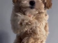 2 Aylık Dişi Kore Kan Maltipoo