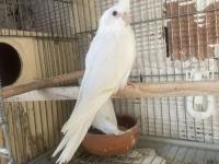 Yavru sultan papağanları ele alıştırmalık