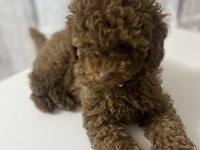 Toy Poodle 4 Aylık