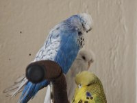 Vasıflı Şov Muhabbet Kuşu