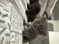 British Shorthair Bebek Kediler