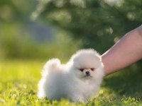Pomeranian Boo Teddy Bear Yavrularımız