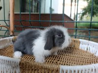 Orjinal Hollanda Teddy Lop Tavşanı Yavrular