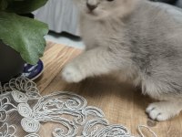 Silver British Longhair