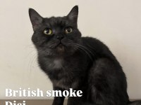 Anne Ve Çocuklarla Scottish Fold