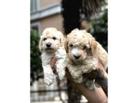 Muhteşem Büyümeyen Maltipoo Bebekler