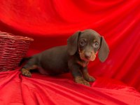 Safkan Dachshund (Sosis) Köpeklerimiz