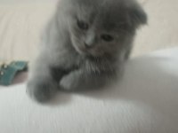 Scottish Fold 24 Nisan Doğumlu 2 Aylık Kediler