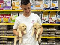 Golden retriever adrese teslim ve kapıda ödeme mevcuttur