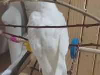 Uygun Fiyat Albino Kırmızı Göz Sultan Papağanı