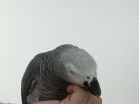 Jako Papağanı Kırmızı Kuyruk