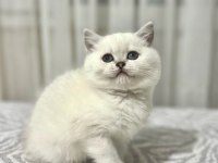 Kaliteli british shorthair isteyene