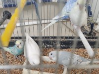 Yavru ve yetişkin muhabbet kuşu