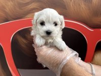 Teacup maltese terrier yavrularımız