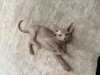 Sfenks yavru tüysüz 2 aylık dişi