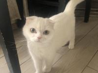 Acil British Ve Scottish Yavru Ve Yetişkin Kediler