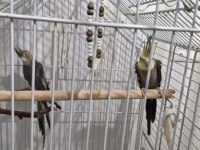 Sultan Papağanı Takım