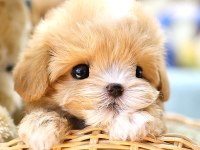 Maltipoo bebek köpeklerim ücretsiz değildir