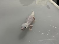 Çok Uyguna Döllenmiş Leopard Gecko Nadir Morf (Het)
