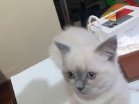 2 Aylık British Blue Point Yavru Kediler