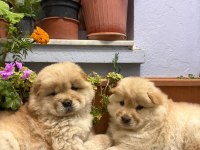 Yavru Çin Aslanlarımız Sağlık Ve Irk Garantilidir