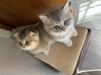 Scottish Fold Kedimiz 2 Aylık