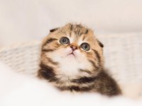 Minik Kıvrım Büyük Sevgi Blackgolden Scottish Fold