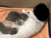 Sağlıklı asil soydan british longhair yavrular