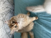 Safkan British Longhair Yavrularımı Sahiplendiriyorum