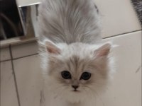 Full Şecereli British Malzemelerle Birlikte Erkek-Dişi