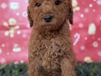 Safkan dev (giant) poodle yavruları