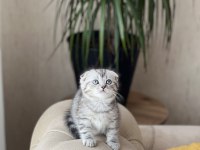 Sıfır Kulak Scottish Fold Güzelliklerim