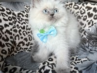 Ev Ortamından Kaliteli Erkek British Longhair Yavrular