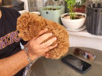 Gerçek Rus Tea Cup Poodle