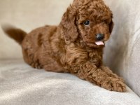 Toy Poodle Yavruları