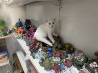 Scottish Fold (Beyaz Yavrumuz)