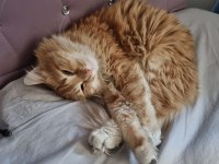 Sevgi Dolu Yuvaya İhtiyacı Olan Tatlı Bir Sarman