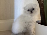 2 Aylık Hazır Yavru Kedilerimiz