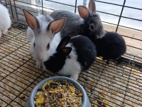 Türkiye'nin Her İline Gönderim Yavru Tavşanlar