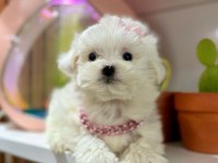Mini maltese terrier
