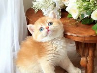 Lisanslı Üretim Evinden British Shorthair Golden