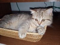 Dişi Masum Tatlı Kedimiz