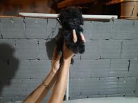 Teacup toy poodle köpeği