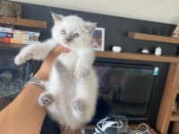 Safkan British Shorthair Yavrularımız