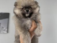 Pomeranian Boo Dişi Ve Erkek